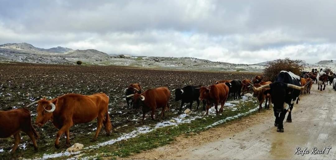 Alojamiento Rural El Penon De Орнос Экстерьер фото